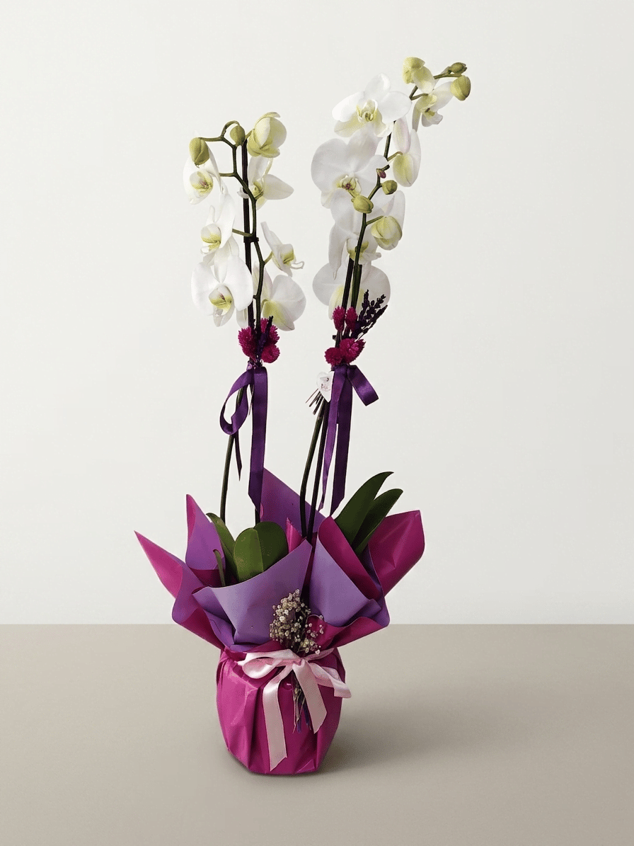Fuşya ve lila ambalajla süslenmiş iki beyaz Phalaenopsis orkidenin tam boy görünümü.