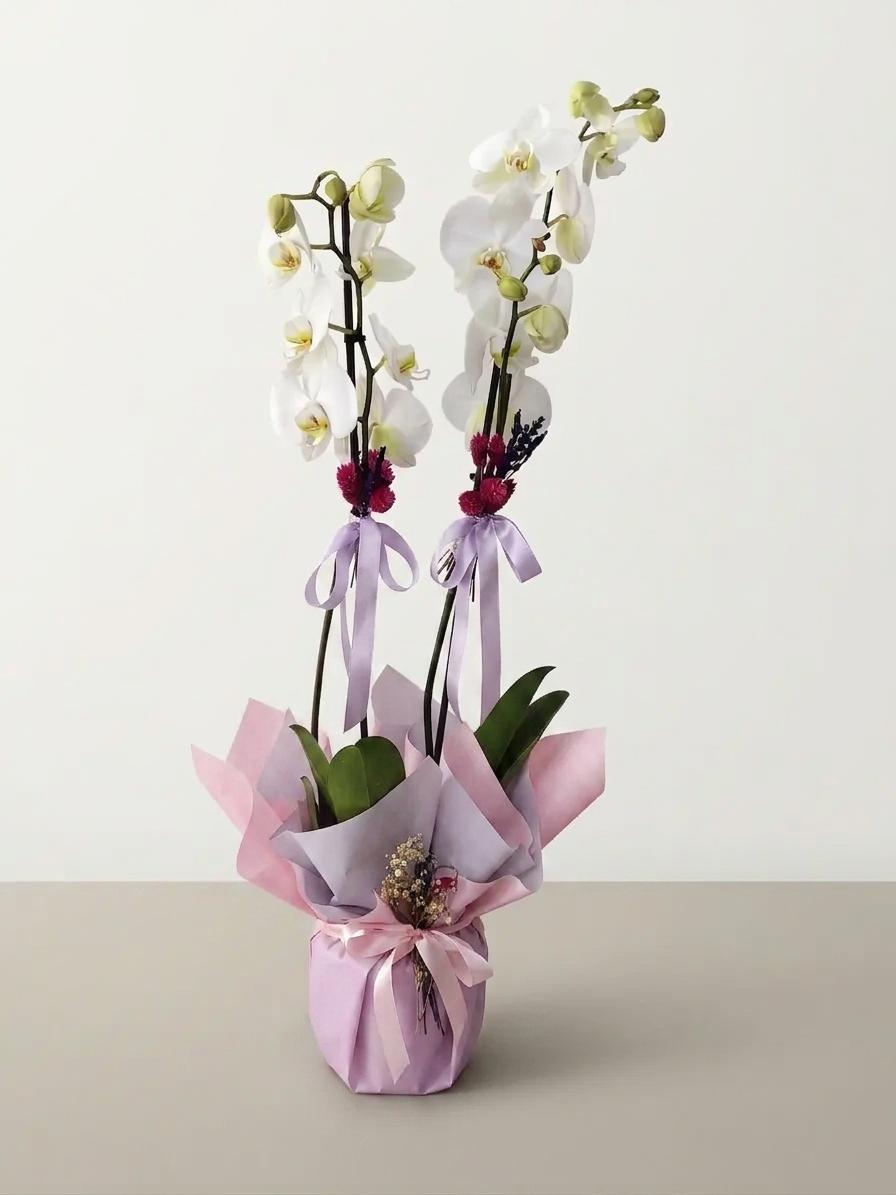 Fuşya ve lila ambalajla süslenmiş iki beyaz Phalaenopsis orkidenin tam boy görünümü.
