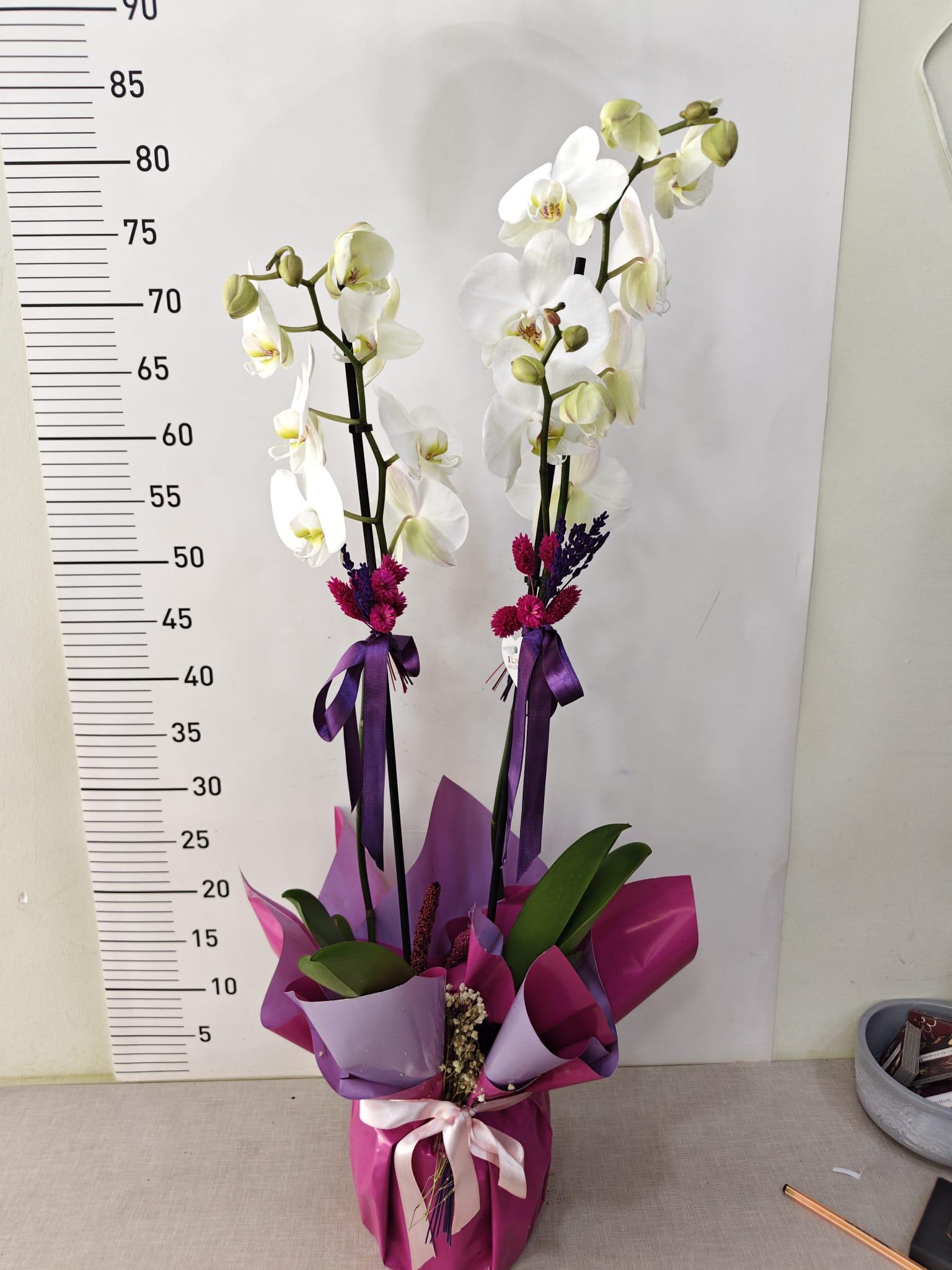 Fuşya ve lila ambalajla süslenmiş iki beyaz Phalaenopsis orkidenin tam boy görünümü.
