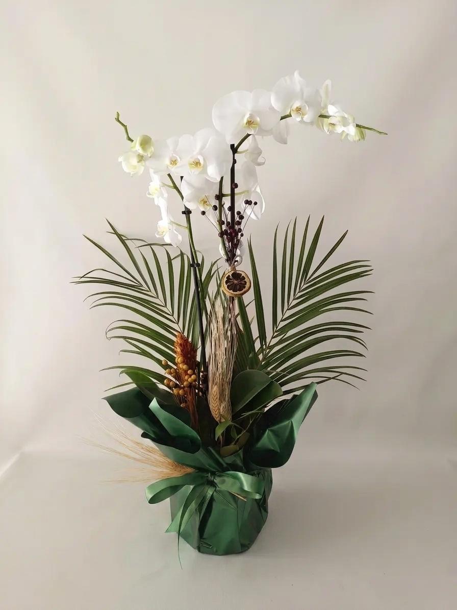 Turuncu ambalaj içerisinde iki dallı beyaz Phalaenopsis orkide, kuru portakal dilimi ve yeşil yapraklarla hazırlanmış saksı aranjmanının önden görünümü.